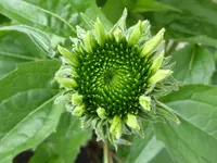 011.webp