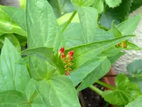 Spigelia.webp