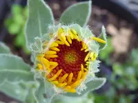 Ringelblume.webp