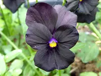 010.webp