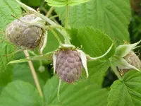 Himbeere.webp