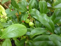 Preiselbeere.webp