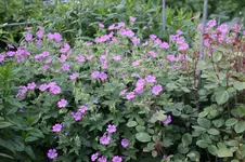 Juni          0226.webp