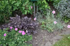 Juni          0326.webp