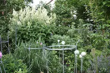 Juni          0426.webp
