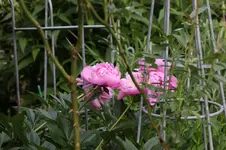 Juni          0526.webp