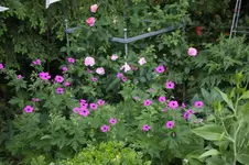 Juni          0726.webp