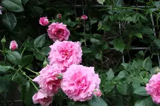 Juni          0826.webp