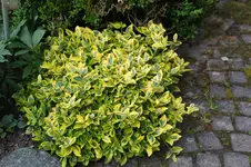 Juni          0926.webp