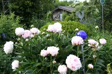 Pfingstrose Sarah Bernhardt0326.webp