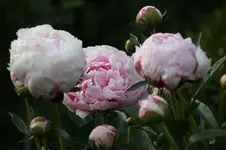 Pfingstrose Sarah Bernhardt0426.webp