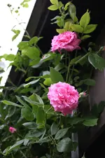 Rose Hl.Elisabeth     0126.webp