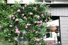 Rose Hl.Elisabeth     0426.webp