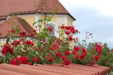 Rose Heinfels 0126.webp