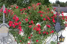 Rose Heinfels 0226.webp