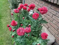 Mohn (3).webp