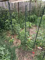 Tomatenpflanzen unter Dachabdeckumg 05.06.2026.webp