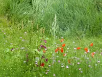 Wilde Wiese.webp