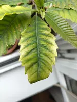 IMG_20260605_155923.webp