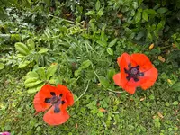 IMG_2421.webp