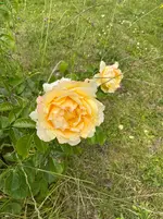 IMG_2432.webp