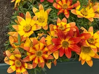 IMG_2436.webp