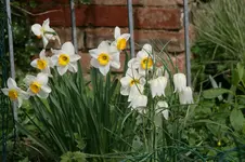 Narzissen0117.webp