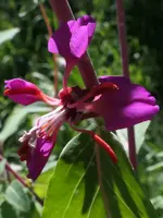 2026Clarkia4.webp
