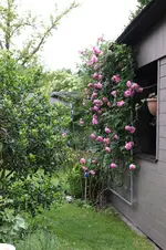Rose Hl.Elisabeth     0526.webp