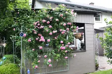 Rose Hl.Elisabeth     0726.webp
