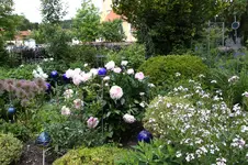 Juni          1026.webp