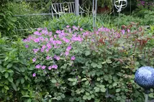 Juni          1126.webp
