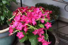 Juni          1226.webp