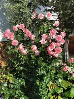 IMG_20260607_075814.webp