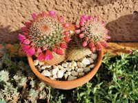 IMG_20260531_073227.webp