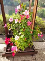 1780811400154.webp