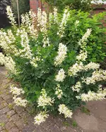 1780811400163.webp