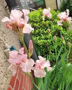 1780811400198.webp