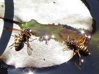 Polistes dominula.webp Polistes dominula.webp