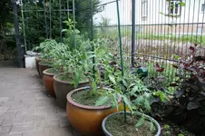 Juni       0226.webp