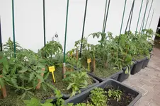 Juni       0326.webp