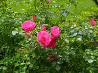 IMG_20260608_132109.webp