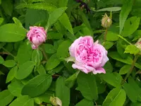 IMG_20260608_132011.webp