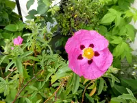 Cistus x purpureus.webp