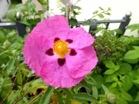 Purpur-Zistrose.webp