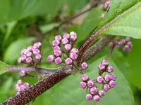 Callicarpa bodinieri.webp Callicarpa bodinieri.webp