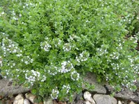 Orangen-Thymian.webp Orangen-Thymian.webp