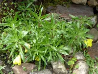 Oenothera macrocarpa.webp Oenothera macrocarpa.webp