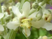 Verbascum lychnitis.webp Verbascum lychnitis.webp