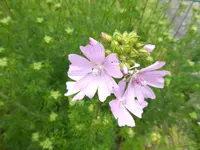 Moschus-Malve.webp Moschus-Malve.webp